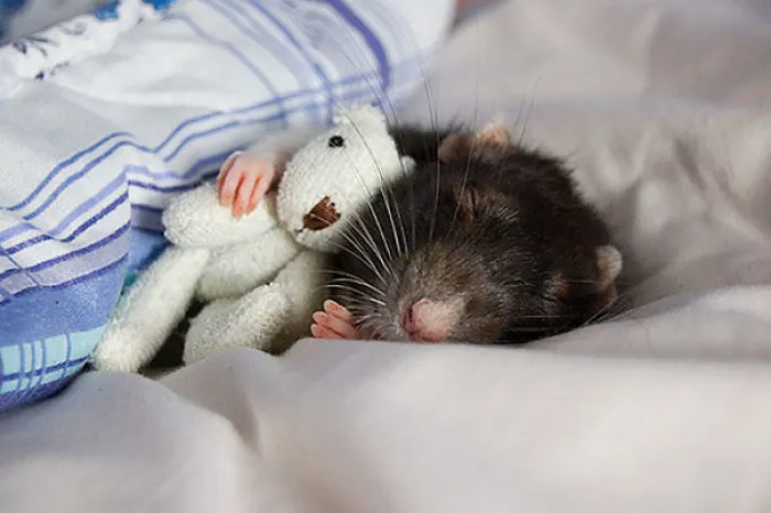 Sleeping Buddies