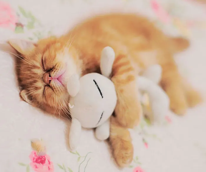 Sweet Dreams