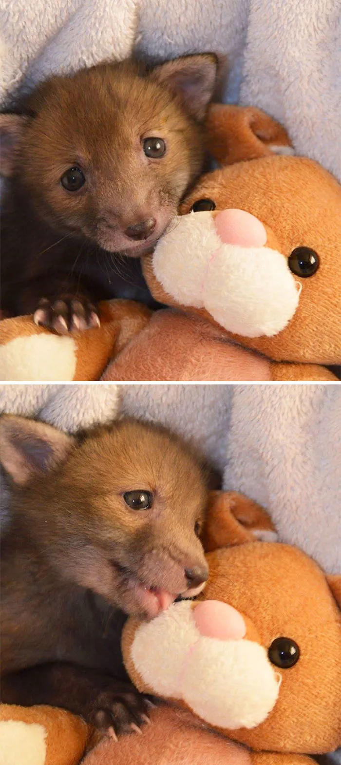 Zorro rescatado con su conejo de peluche