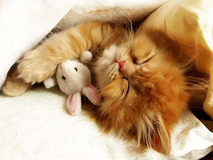 Cuddling His Little Friend