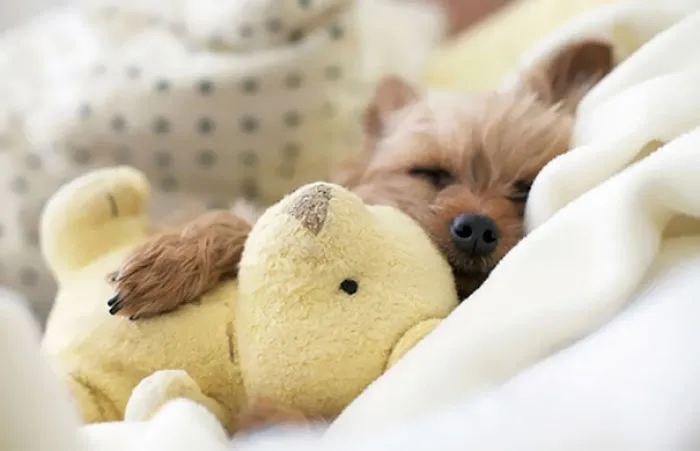 Cuddling His Stuffy Friend