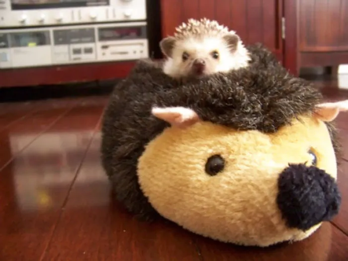 Cute Hedgehog