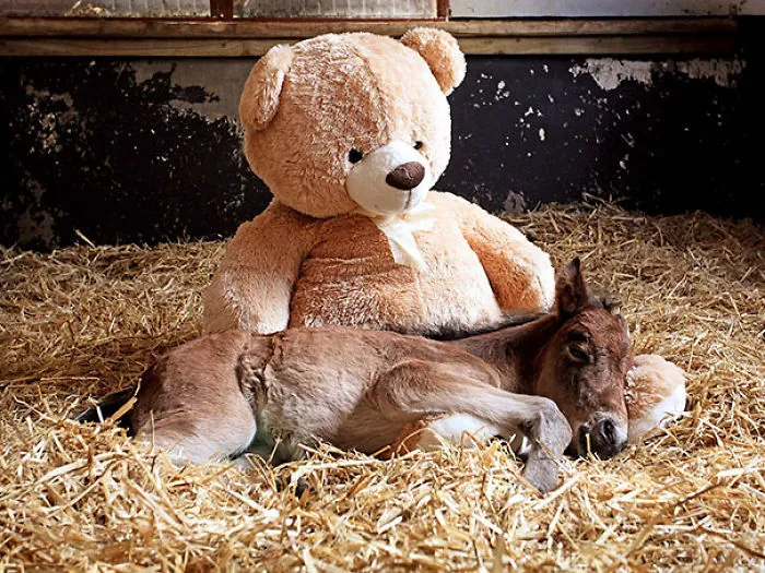Fue encontrado vagando solo por los páramos y desde entonces duerme con su peluche