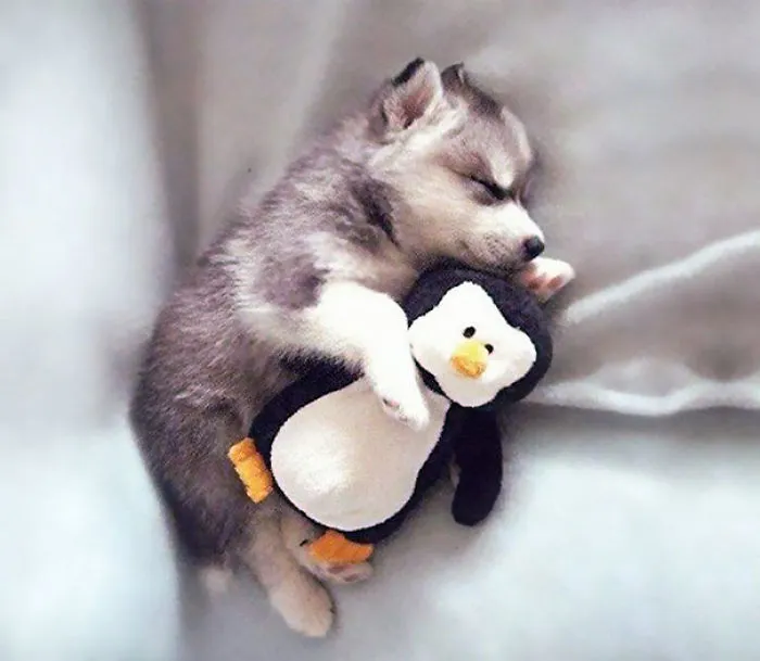 Little Puppies Take Little Puppy Naps