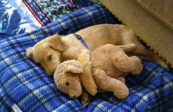 So Much Cuteness