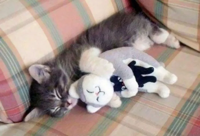 Gato + gato + gato