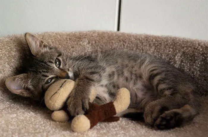 My Little Ball Of Fur