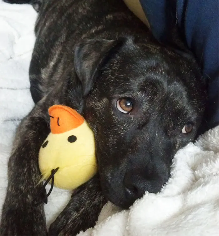 Its Name Is Ducky Toy And It's Loved Very Much