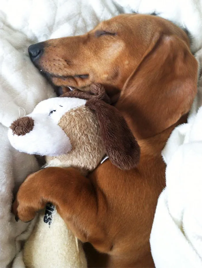 Schnitzel And Is Birthday Gift