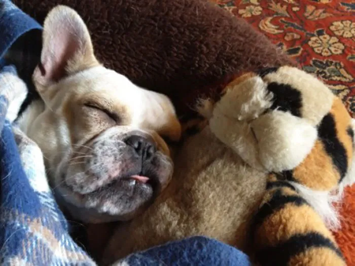 Piggy Loves The Special Tiger