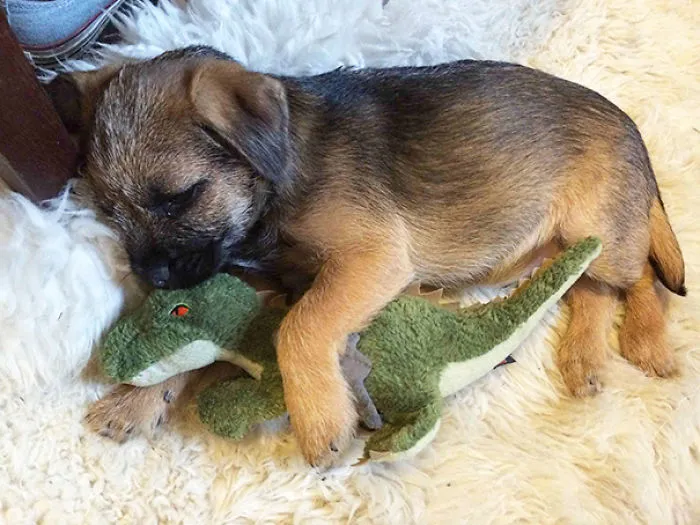 I Took My Puppy Out For The First Time And He Found A Friend