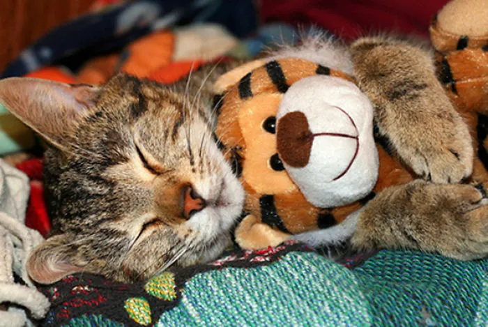 Tiger Friend
