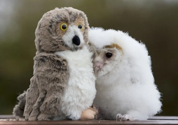 Orphaned Chick Orbit And His Toy Playmate