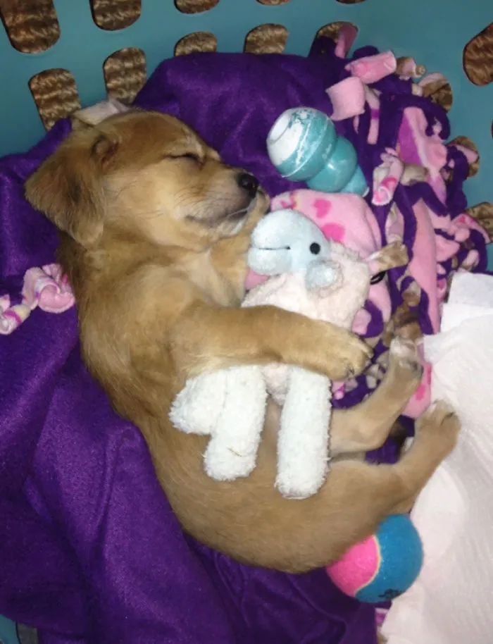 He Loves And Hates His Chew Toy. It's His Snuggie When He's Sleeping And His Arch Nemesis When He's Awake
