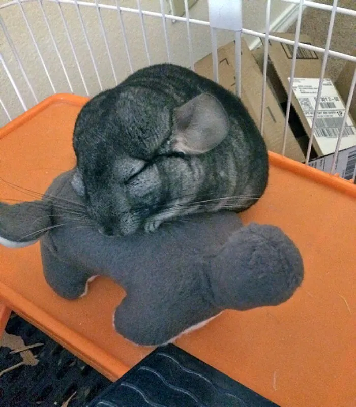 My Chinchilla Cuddling With His Stuffed Chinchilla