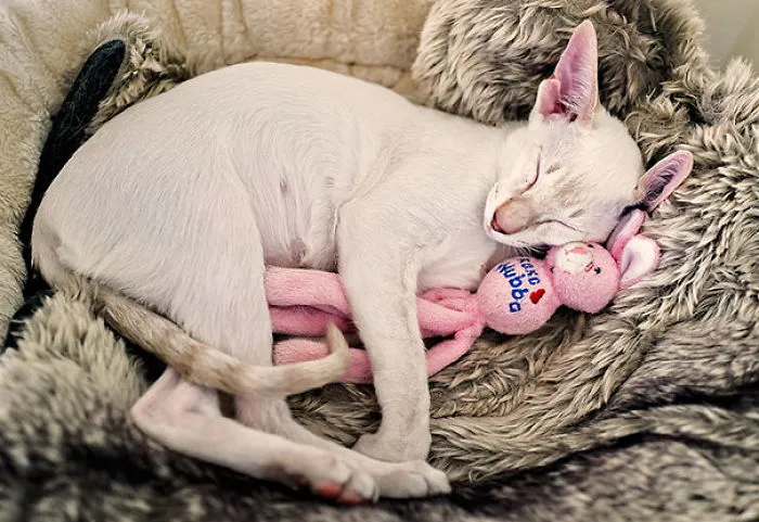 Alice Snuggling Up To Her Favourite Toy