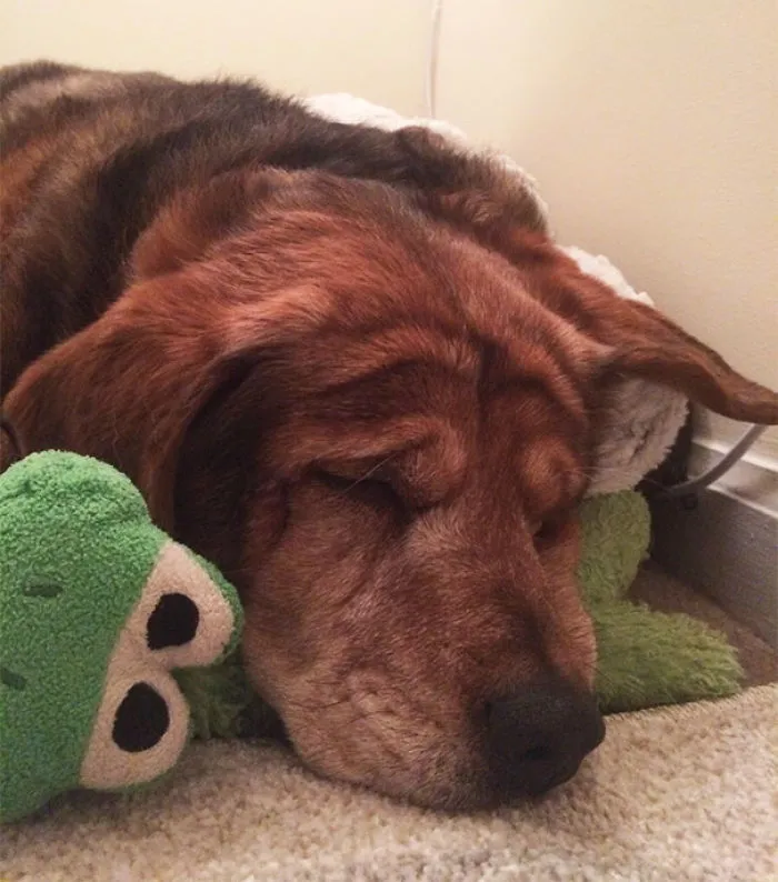 16 Years Old And She Still Sleeps With The Same Stuffed Animal She Got At 4 Years Old