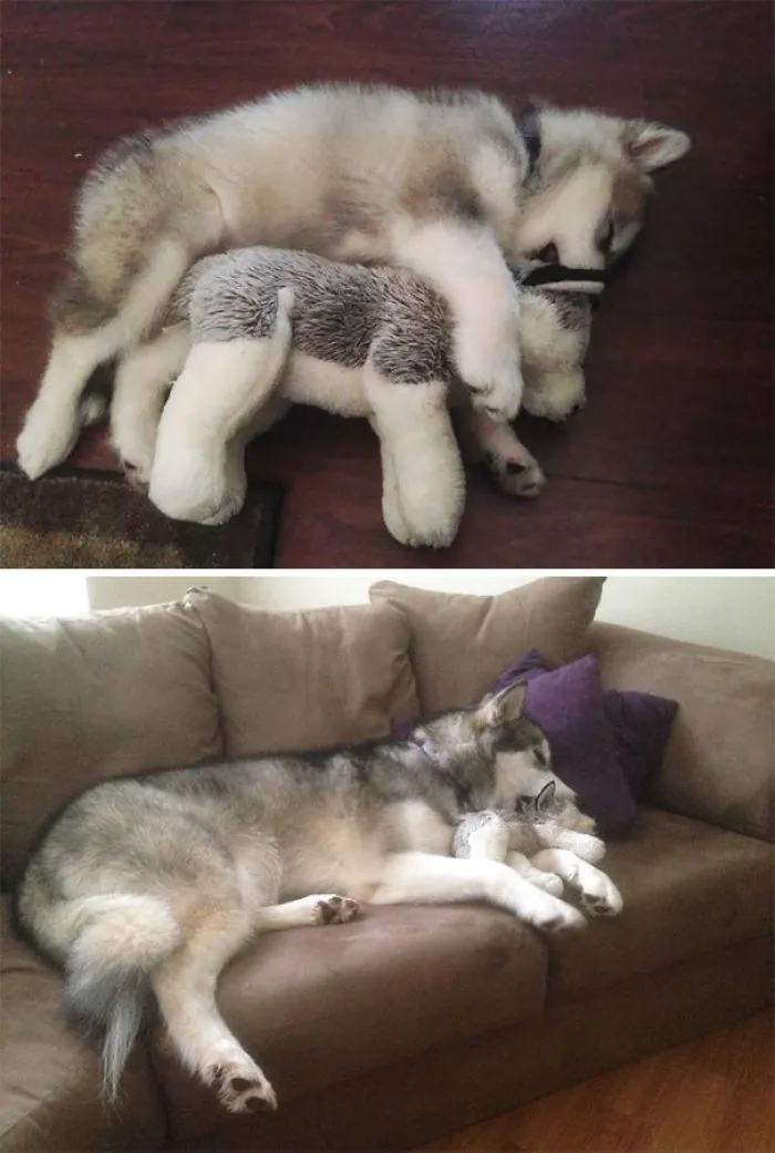 Antes y ahora: destruye todos los peluches excepto este
