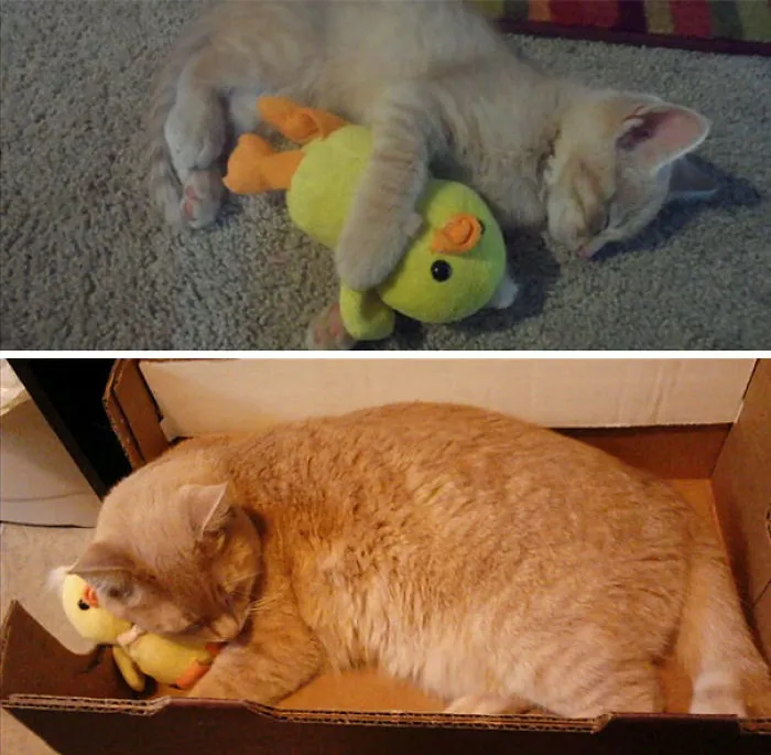 18 meses después aún duerme con su patito