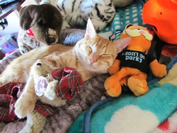 My Garfield’s Favorite Toy