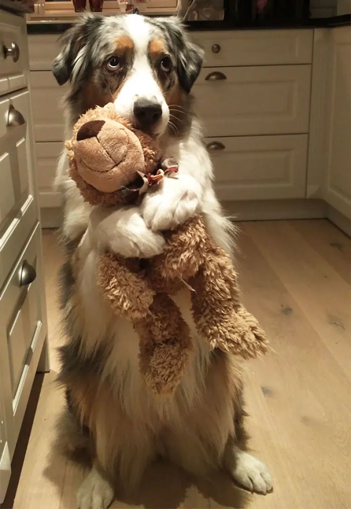 Este es mi osito de peluche