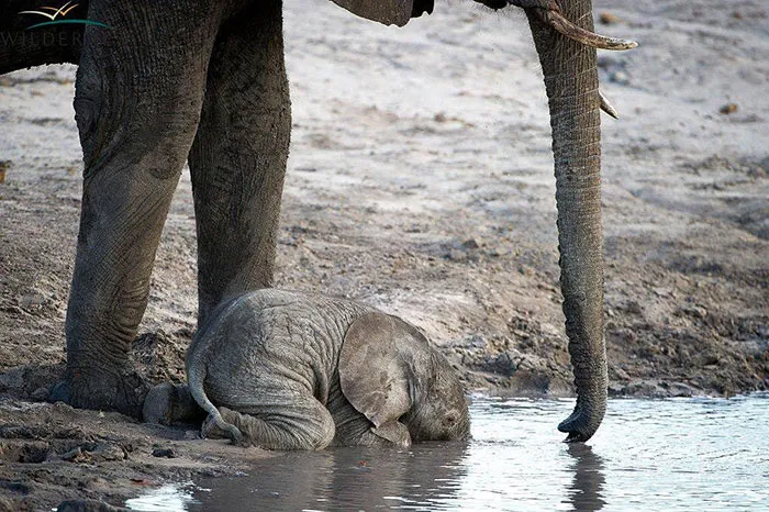 10+ Crías de elefante que te harán sonreír instantáneamente