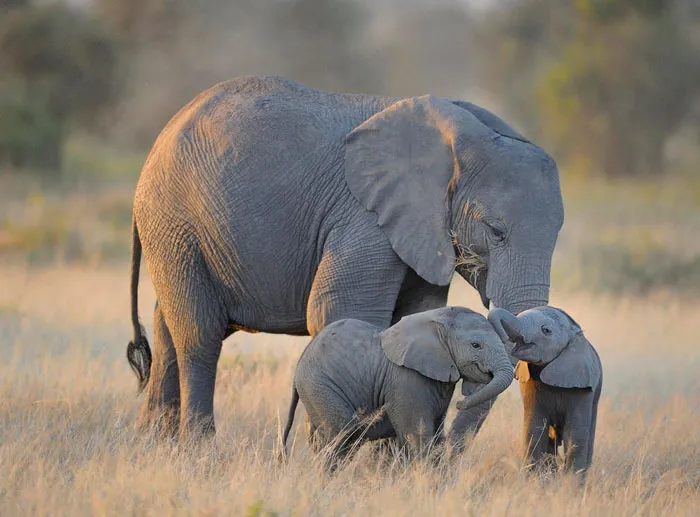 10+ Crías de elefante que te harán sonreír instantáneamente