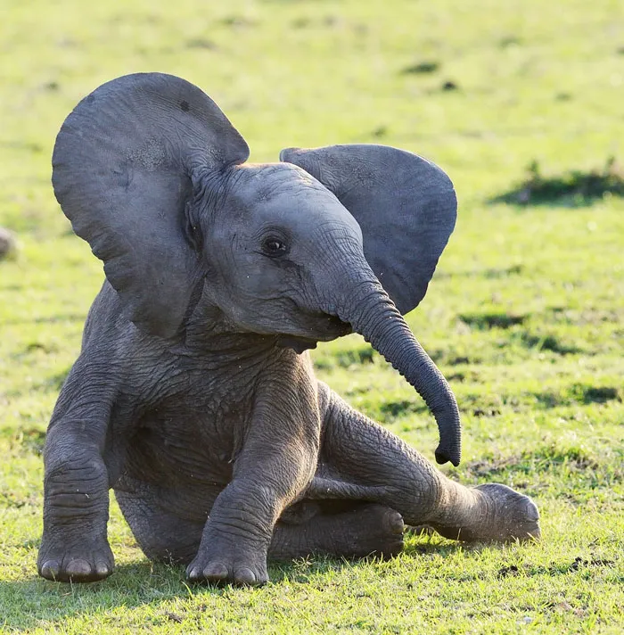 10+ Crías de elefante que te harán sonreír instantáneamente