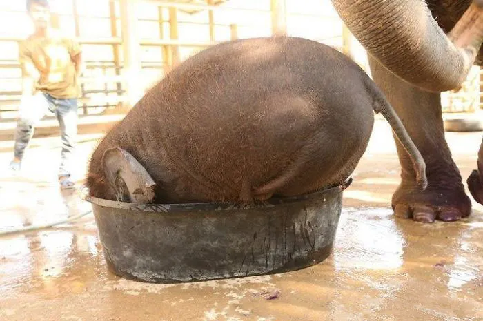 10+ Crías de elefante que te harán sonreír instantáneamente
