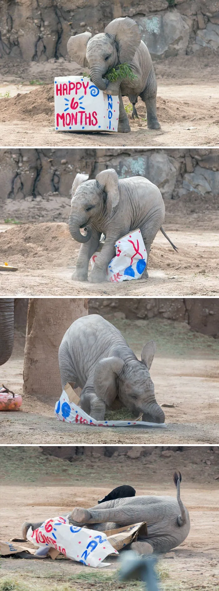 10+ Crías de elefante que te harán sonreír instantáneamente