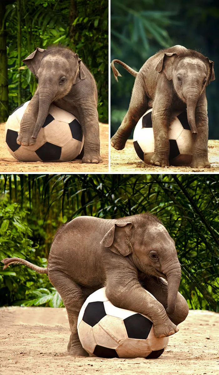 Baby Elephant