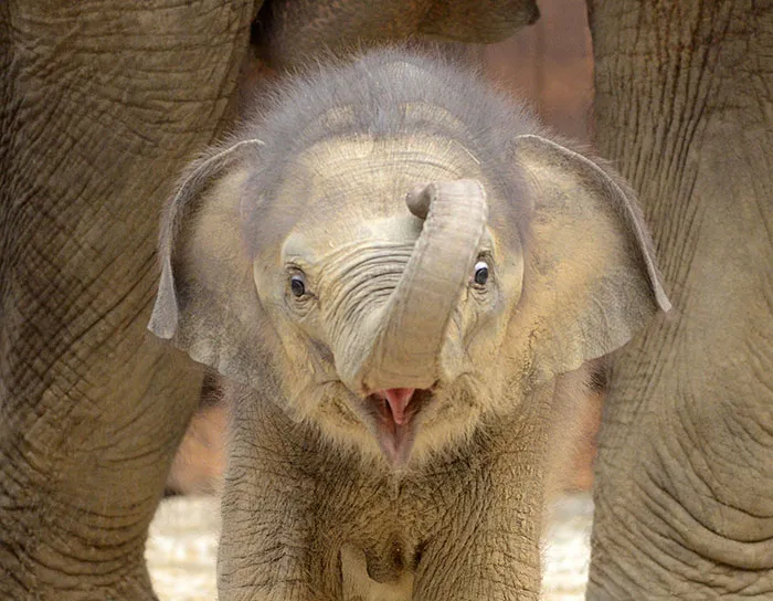10+ Crías de elefante que te harán sonreír instantáneamente