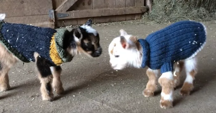 1-Day-Old Baby Goats Learning To Jump Is The Cutest Thing You'll See Today