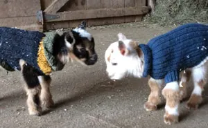1-Day-Old Baby Goats Learning To Jump Is The Cutest Thing You'll See Today