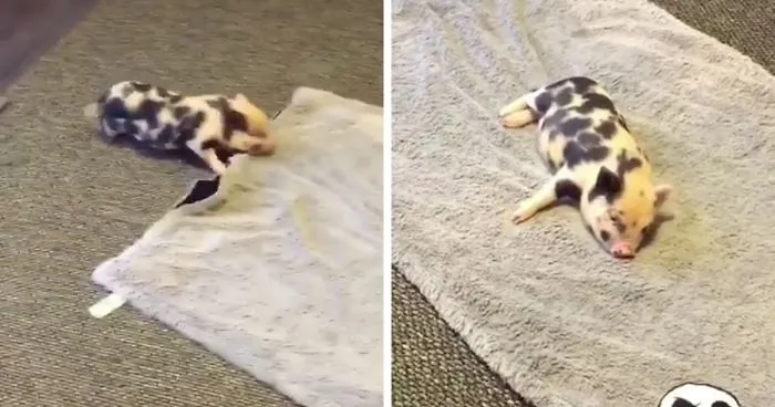 Run Run... Nap... Run... Nap