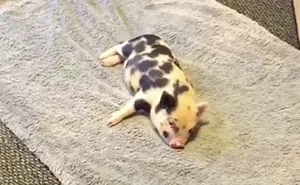 Run Run... Nap... Run... Nap