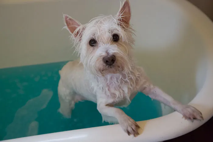 Bath Time For Bart