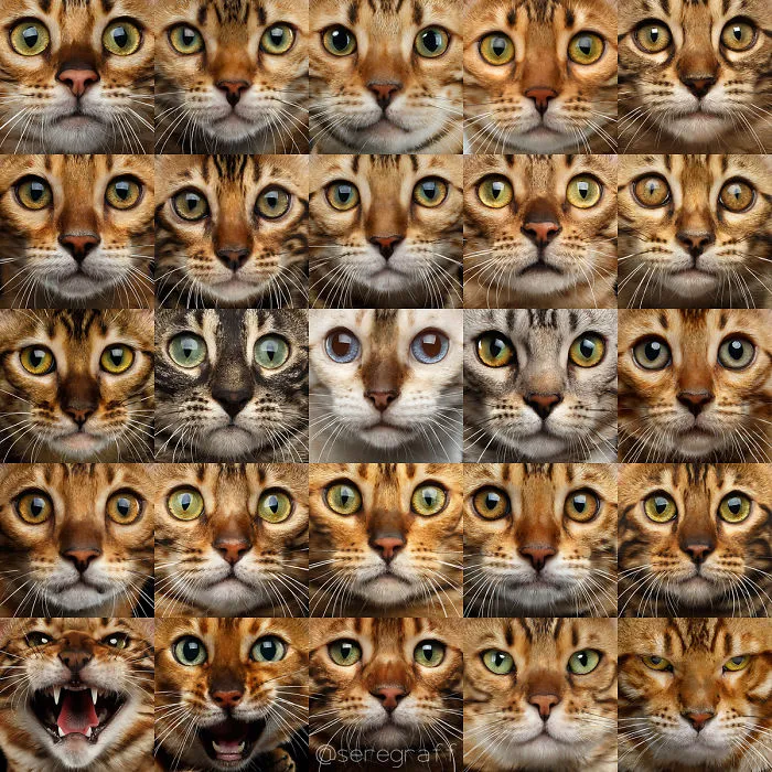 25 Different Cats, All Looks The Same..
