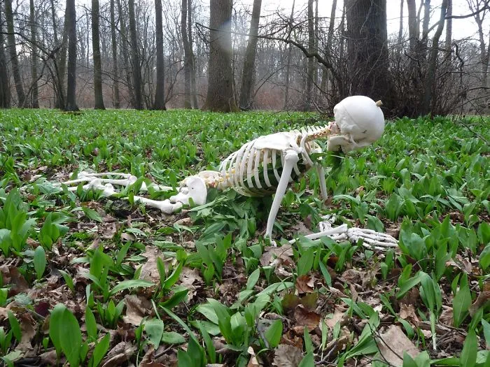The Bear Garlic 2