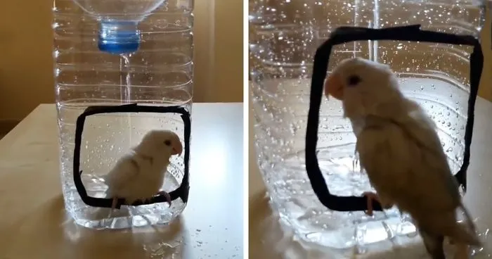 How To Make A Bird Shower