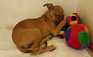 This 13-Year-Old Boy Walked 2 Miles Just To Save A Dying Puppy
