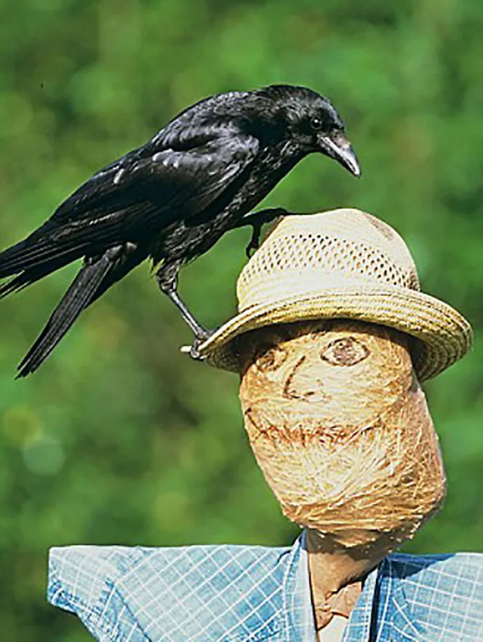 Espantapájaros de m*erda