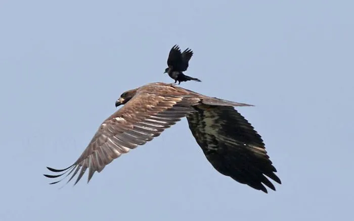 Águila - taxi