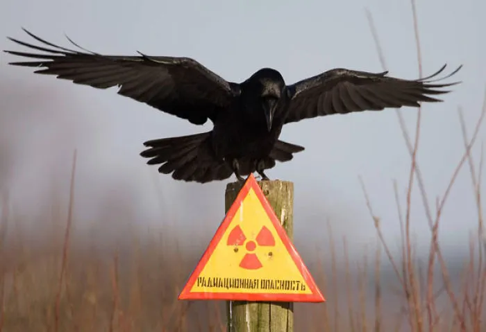 Raven Don't Care