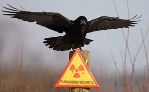 73 Pics That Prove Corvids Are The Biggest Baddasses In The Animal Kingdom