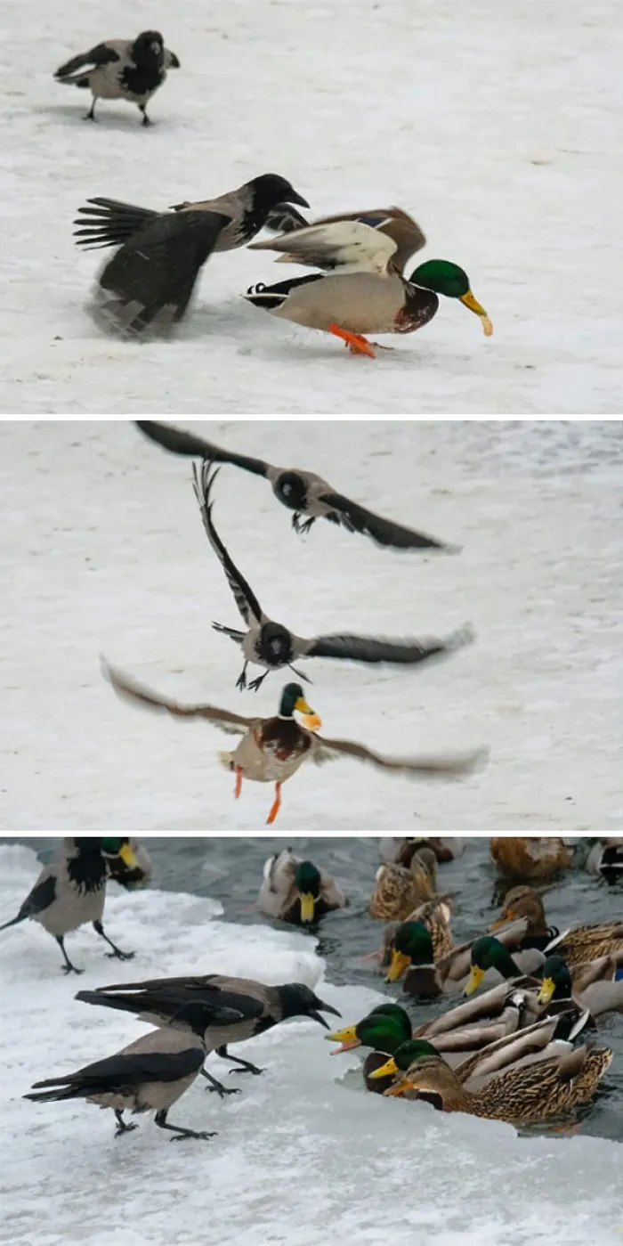 Ducks Vs Ravens