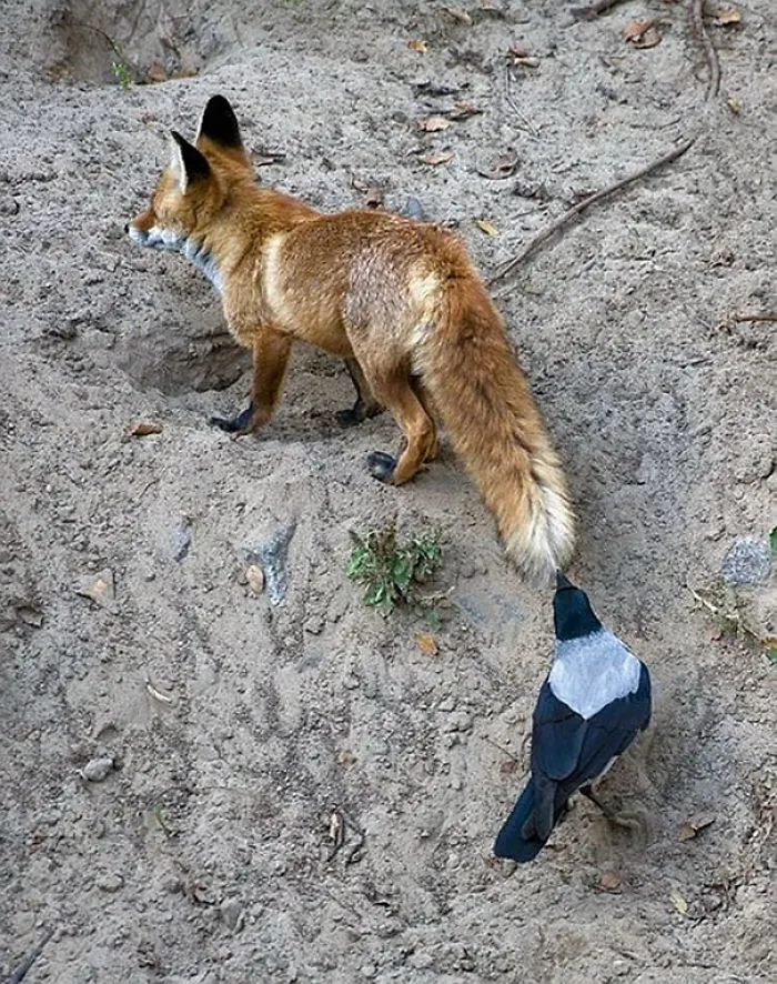 Zorro saltando en 3, 2...