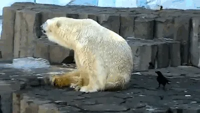 Cuervo vs Oso polar