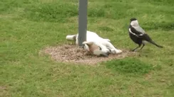 Crow Trying To Steal A Snack Straight From Dog's Mouth