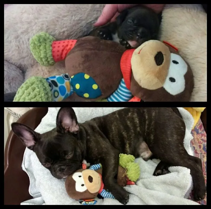 Still His Favourite.